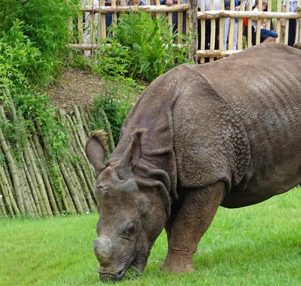 Proche du camping 4 étoiles de la route d'or le zoo de la flèche